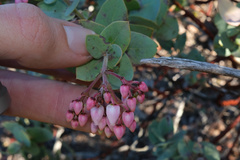 Arctostaphylos gabilanensis