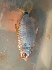 Alestidae