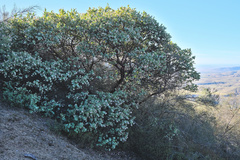 Arctostaphylos gabilanensis
