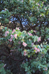 Arctostaphylos gabilanensis