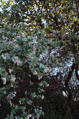 Arctostaphylos gabilanensis