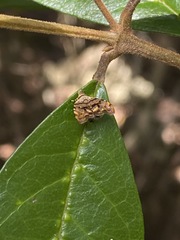 Choreutis metallica