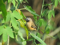Sporophila ruficollis