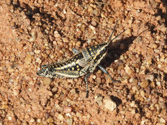 Monistria pustulifera