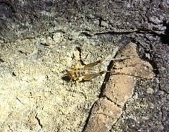 Ceuthophilus gracilipes