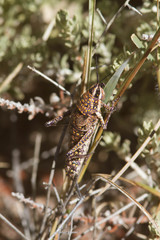 Monistria pustulifera