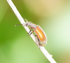 Metriolagria affinis