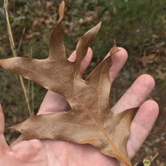 Quercus laevis