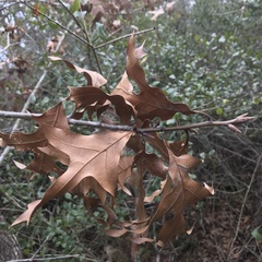 Quercus laevis