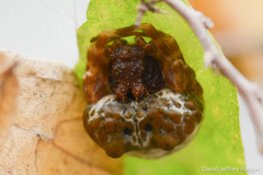 Mastophora cornigera