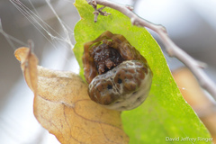 Mastophora cornigera