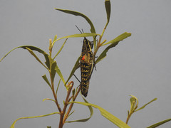 Monistria pustulifera