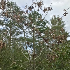 Quercus laevis