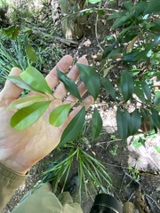 Syzygium australe