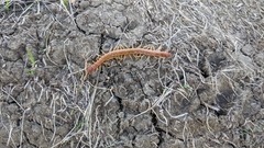 Scolopocryptops gracilis