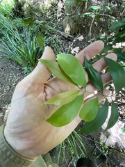 Syzygium australe
