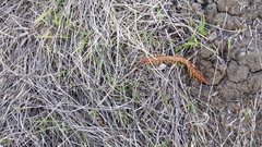 Scolopocryptops gracilis