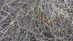 Scolopocryptops gracilis