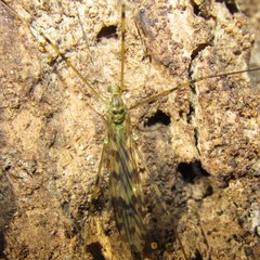 Austrolimnophila