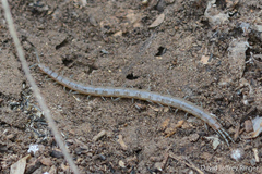 Arthrorhabdus pygmaeus