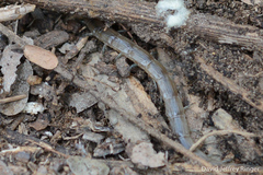 Arthrorhabdus pygmaeus