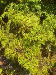 Odontosoria aculeata