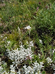 Cerastium biebersteinii