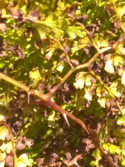 Odontosoria aculeata