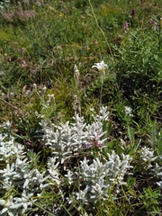Cerastium biebersteinii