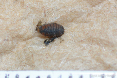 Calycomyza eupatorivora