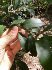 Syzygium australe