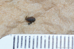 Calycomyza eupatorivora