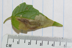 Calycomyza eupatorivora