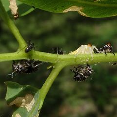 Eurymeloides punctata