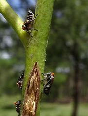 Eurymeloides punctata