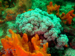 Dendronephthya australis