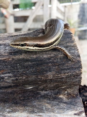 Marisora lineola