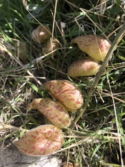 Astragalus lentiginosus nigricalycis