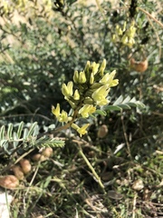 Astragalus lentiginosus nigricalycis