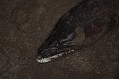 Echiophis brunneus