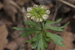Eranthis stellata