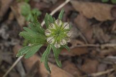 Eranthis stellata