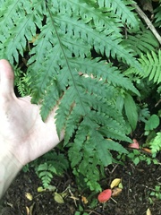 Tectaria gaudichaudii