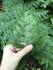 Tectaria gaudichaudii