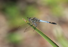 Orthetrum caledonicum