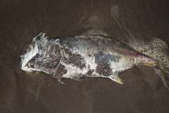 Caranx caninus