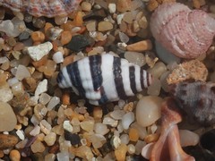 Engina zonalis