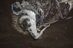 Caranx caninus