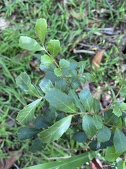 Cupaniopsis shirleyana
