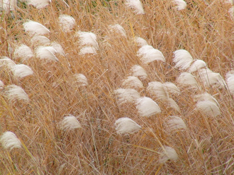 Miscanthus sacchariflorus